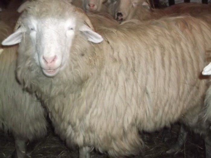 Picture 1476 - Bale de Bistrita