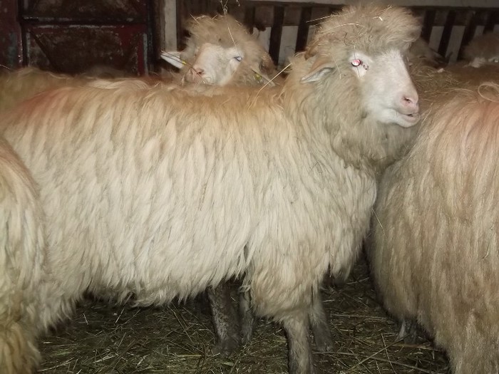 Picture 1477 - Bale de Bistrita