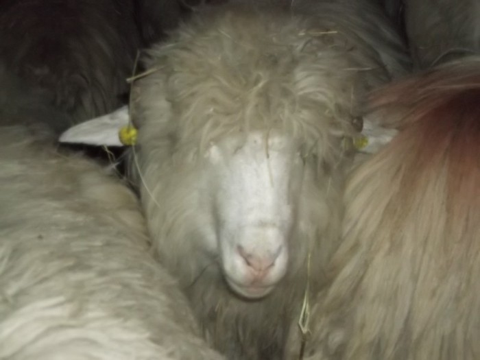 Picture 1486 - Bale de Bistrita