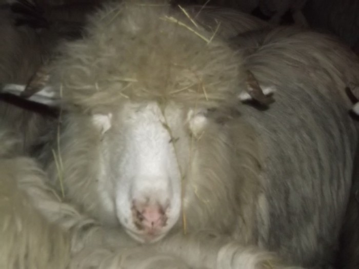 Picture 1487 - Bale de Bistrita