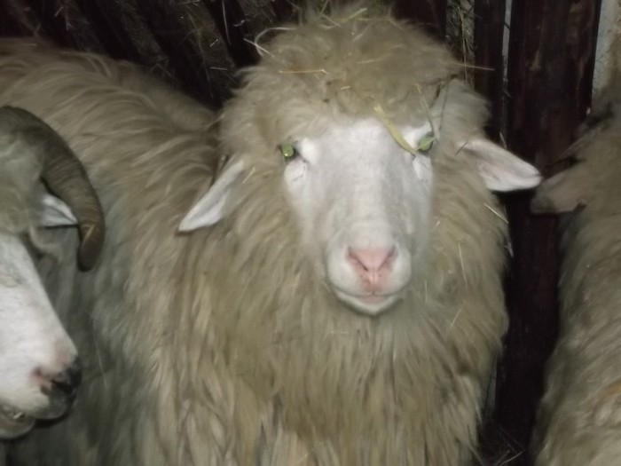 Picture 1490 - Bale de Bistrita