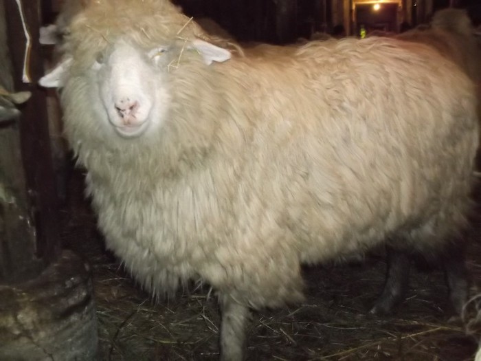 Picture 1495 - Bale de Bistrita