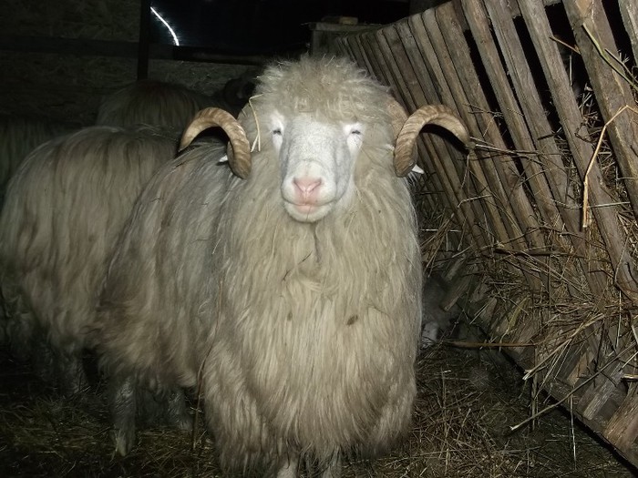 Picture 1539 - Bale de Bistrita