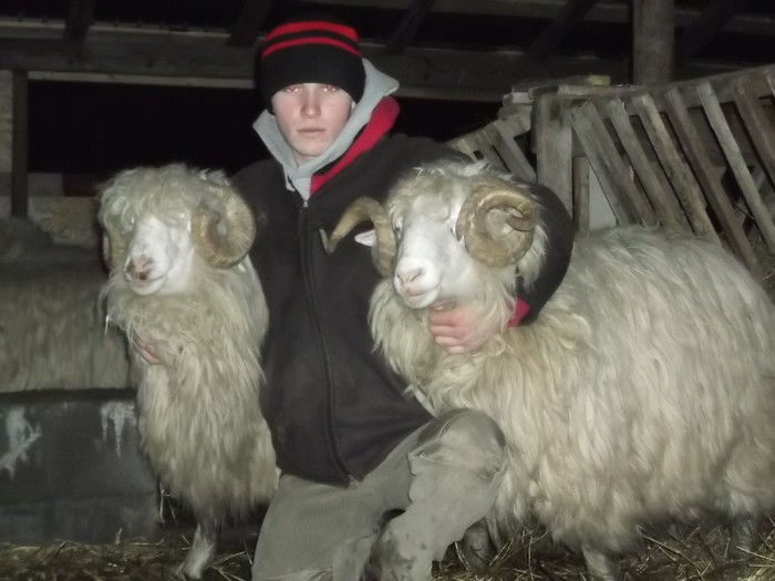 Picture 1552 - Bale de Bistrita