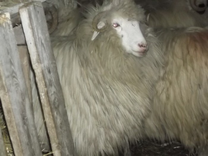 Picture 1562 - Bale de Bistrita