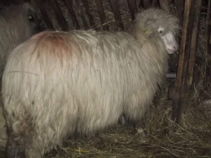 Picture 1577 - Bale de Bistrita