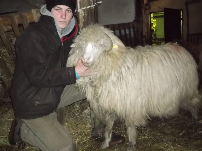 Picture 1580 - Bale de Bistrita