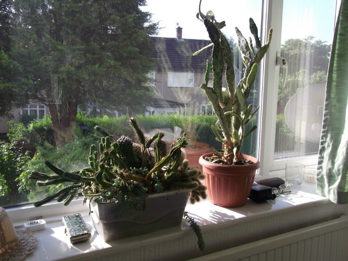 cactusii lui Colin