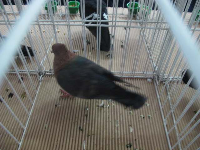  - EXPOZITIA NATIONALA CLUJ NAPOCA din 17-20 ianuarie 2013