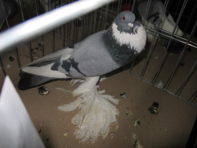  - EXPOZITIA NATIONALA CLUJ NAPOCA din 17-20 ianuarie 2013