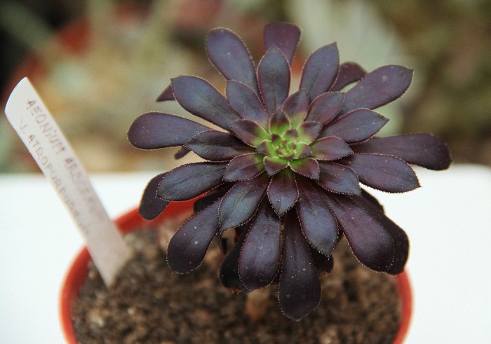 Aeonium arboreum v. atropurpureum - Aeonium arboreum-atropurpureum Zwartkop