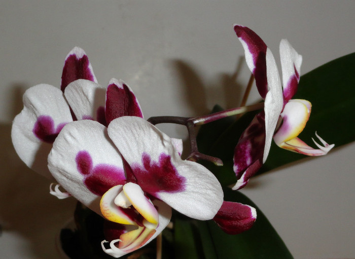  - Phalaenopsis 2