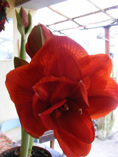 0.Amaryllis_19 - decembrie-martie