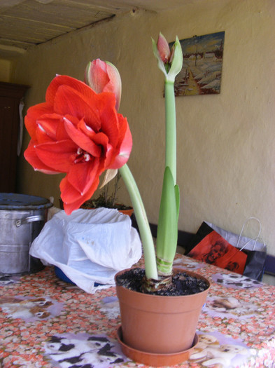 0.Amaryllis_24 - decembrie-martie