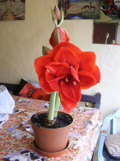 0.Amaryllis_25 - decembrie-martie