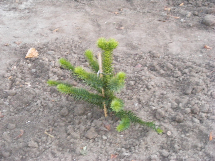 0.Araucaria_1