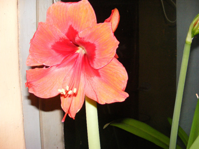 1.Amaryllis_6 - decembrie-martie