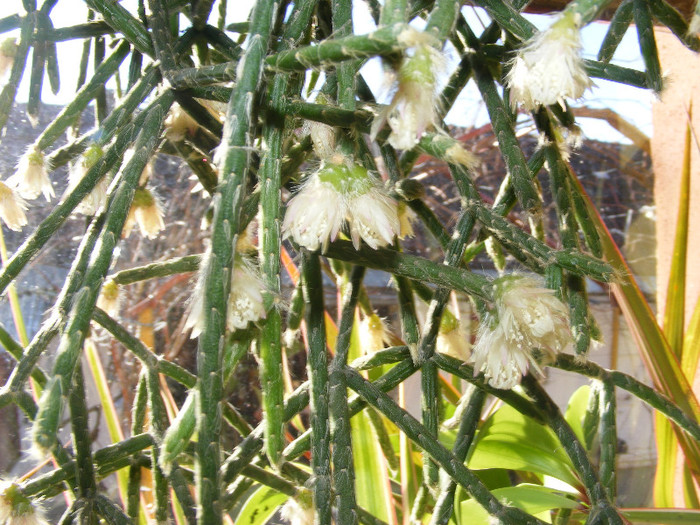 1.Crassulaceae_4 - decembrie-martie