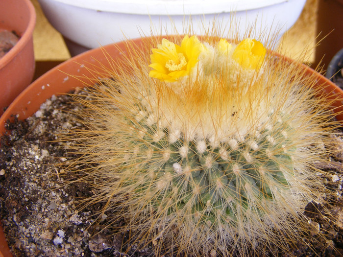 4.Cactus_1 - aprilie