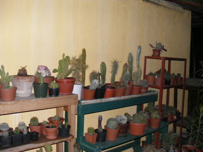 4.Cactus_2 - aprilie