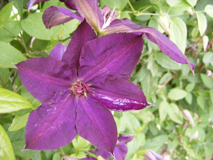 4.CLEMATIS - mai