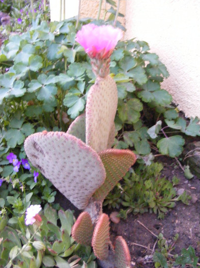 16.Cactus de exterior_8