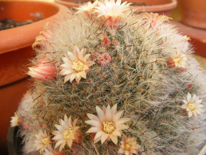 17.Cactusi de interior_2