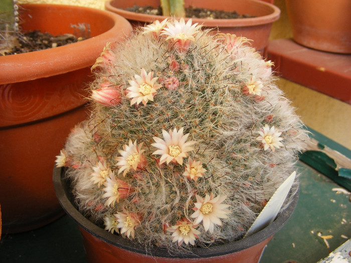 17.Cactusi de interior_3
