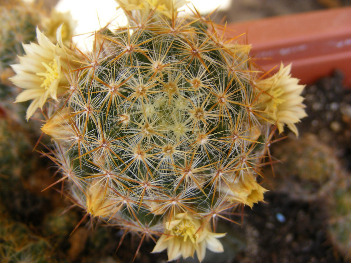 17.Cactusi de interior_8