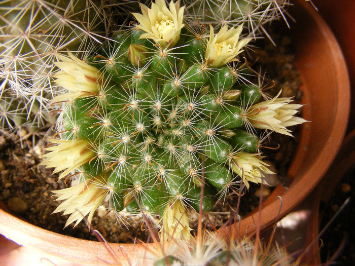 34.Cactusi_4
