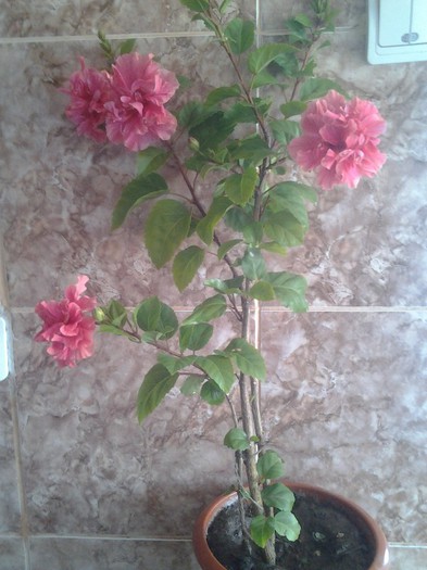 Kona - Trandafir japonez - hibiscus