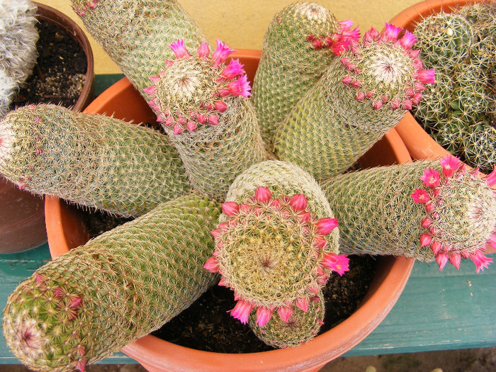 6.Cactusi_3 - iunie