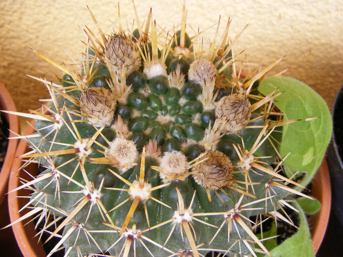 6.Cactusi_9