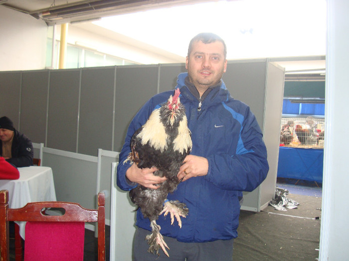 DSC09185 - u EXPOZITIA NATIONALA DE PORUMBEI PASARI SI ANIMALE MICI CLUJ 19 01 2013