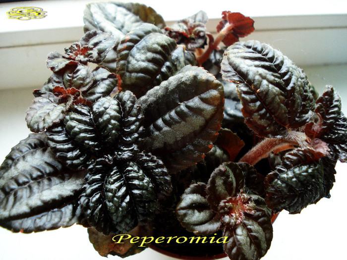 Peperomia (21-01-2013)