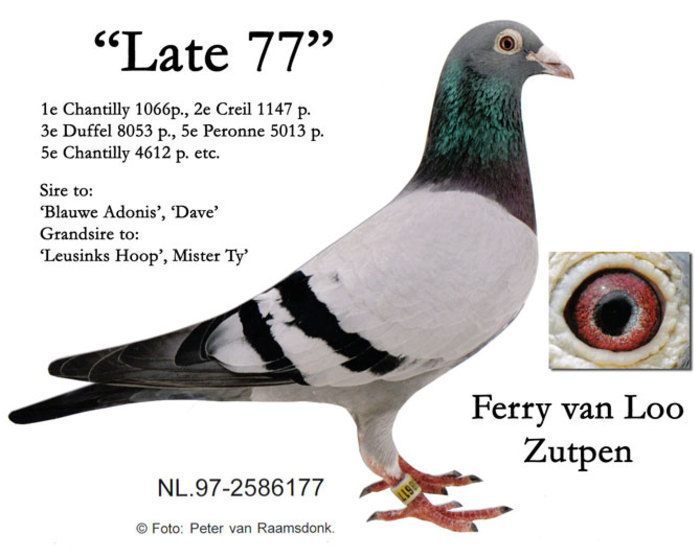 LATTE 77; DETIN NEPOATA DIN EL
