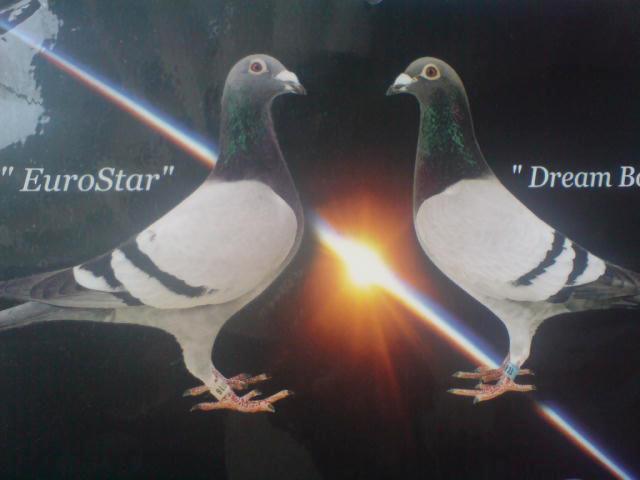 EUROSTAR SI DREAM BOY; DIN AMANDOI DETIN NEPOTI
