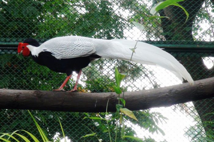 ARGINTIU COCOS - FAZANI