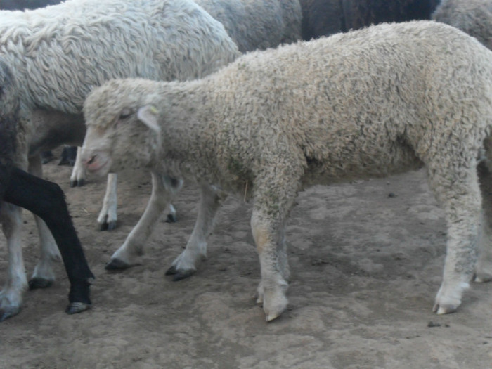 serbare grupa mica 054 - ferma mea 2013