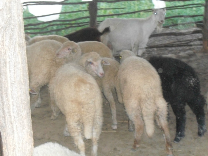 serbare grupa mica 056