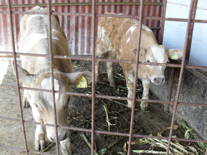 serbare grupa mica 059