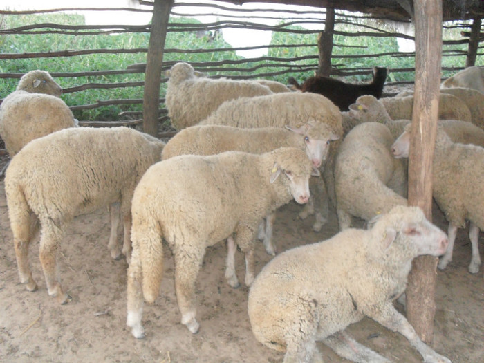 serbare grupa mica 060