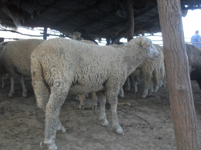 serbare grupa mica 061