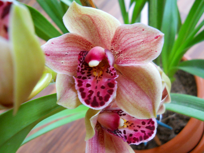 DSCN0622 - cymbidium