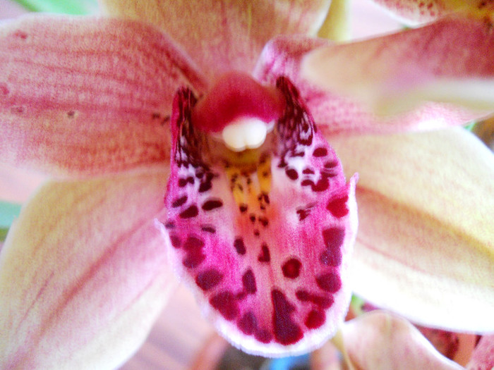 DSCN0626 - cymbidium