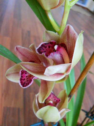 DSCN0633 - cymbidium