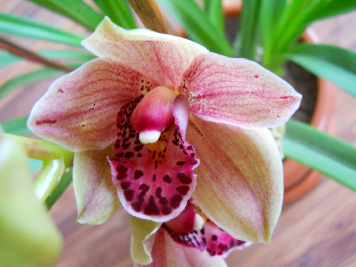 DSCN0635 - cymbidium