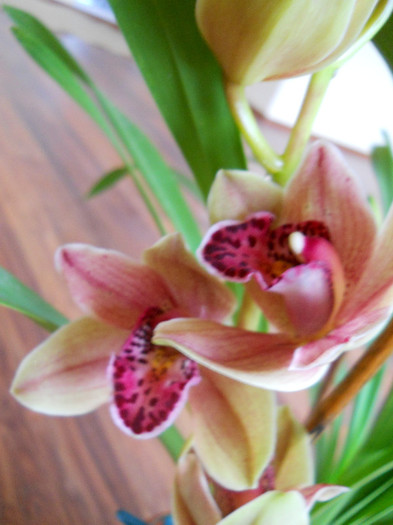 DSCN0639 - cymbidium