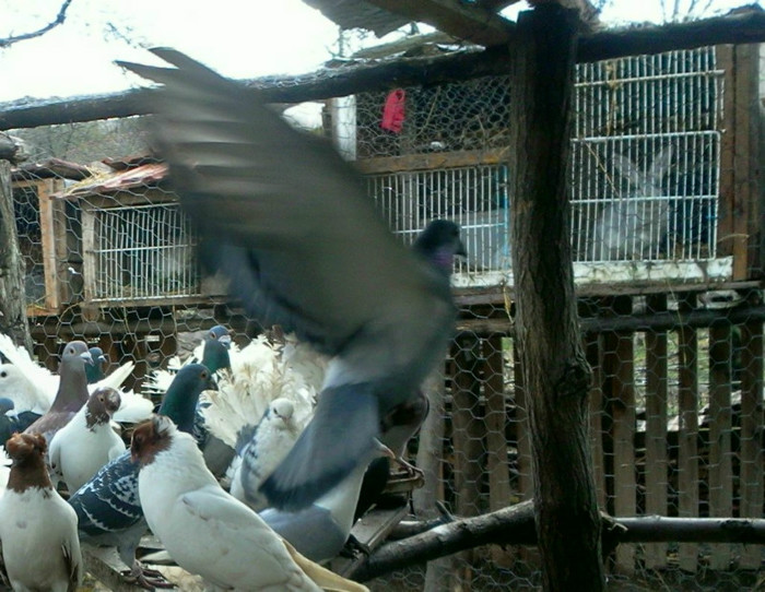 Fotografie0073E002E001