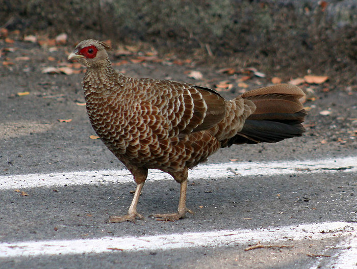 NEPAL GAINA